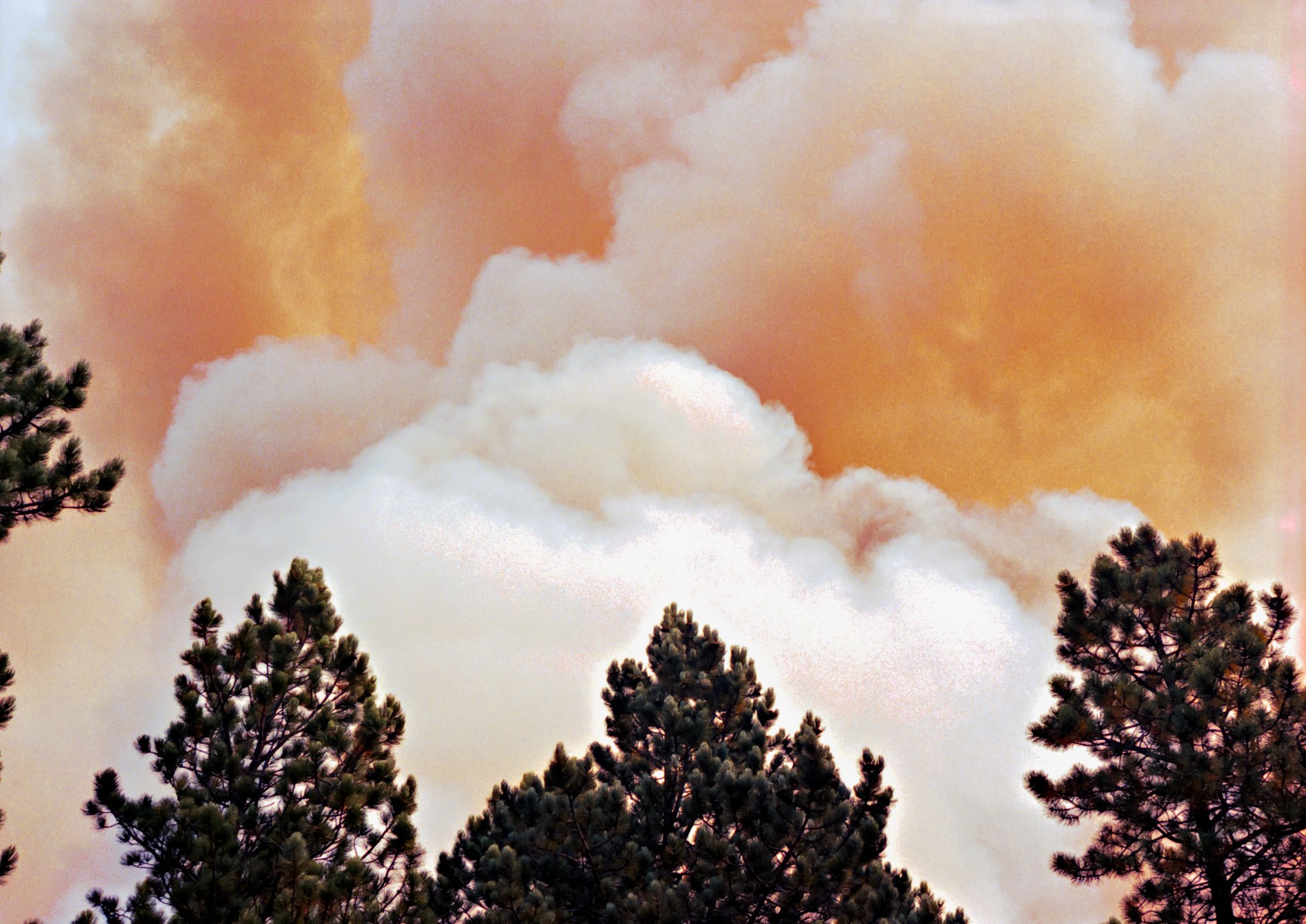 Dense wildfire smoke filling the sky above pine tree silhouettes during the Jasper Fire, Custer County, South Dakota